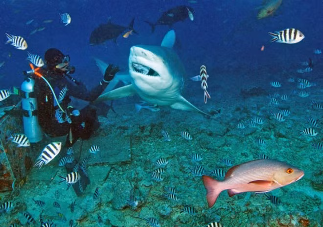 7. Beqa Lagoon, Fiji: Fiji là nhà của rất nhiều loài cá mập, nhưng nếu nói đến loài cá mập bò thì Beqa Lagoon chính là địa điểm lý tưởng nhất. Được bảo vệ bởi 30km hàng rào từ rặng san hô, vùng biển rộng lớn này được các thợ lặn và du khách ưa chuộng bởi sự sạch sẽ và vẻ đẹp của nó. Các địa điểm lặn nổi tiếng ở Beqa Lagoon bao gồm bãi đá Ceasar, Carpet Cove và Fantasea.