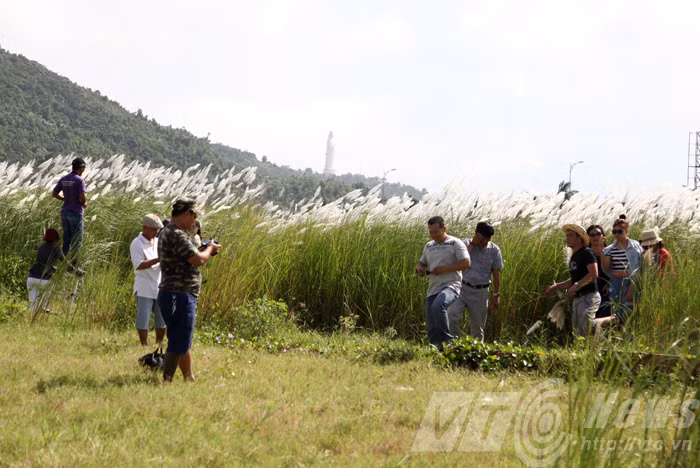 Đặc biệt, những bãi đất trống cuối tuyến đường Hoàng Sa được phủ màu cờ lau trắng muốt đã thu hút rất đông người dân Đà Nẵng từ giới trẻ đến các bậc trung niên, du khách tranh thủ ghi lại những hình ảnh khó quên về một mùa hoa lau tuyệt đẹp.
