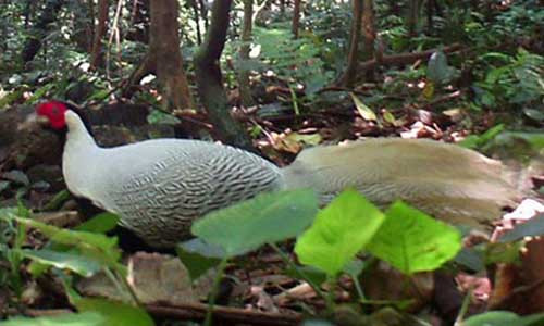 Gà lôi trắng được phát hiện tại Khe Nước. Trong Ảnh: Trung tâm Bảo tồn Thiên nhiên Việt.