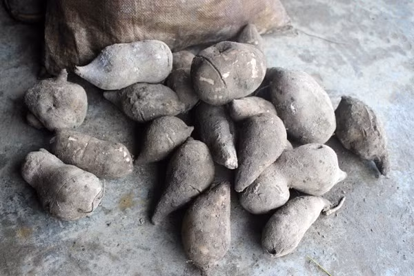 Củ có hình dáng giống khoai lang.