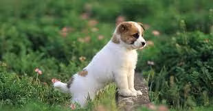 Nói cách khác, với tính cách tự do, rộng rãi, tài hoa tự thân, khi không bị cản trở lại gặp vận khí tốt, tuổi Tuất sẽ phất cực nhanh, tiền đồ xán lạn, làm việc cẩn thận hơn nữa thì sẽ vượng phát không gì cản nổi.