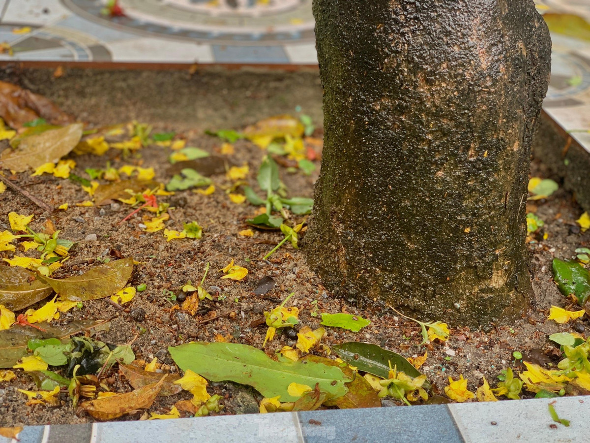 Nguoi dan thap thom vi hoa mai no truoc Tet ca thang-Hinh-8