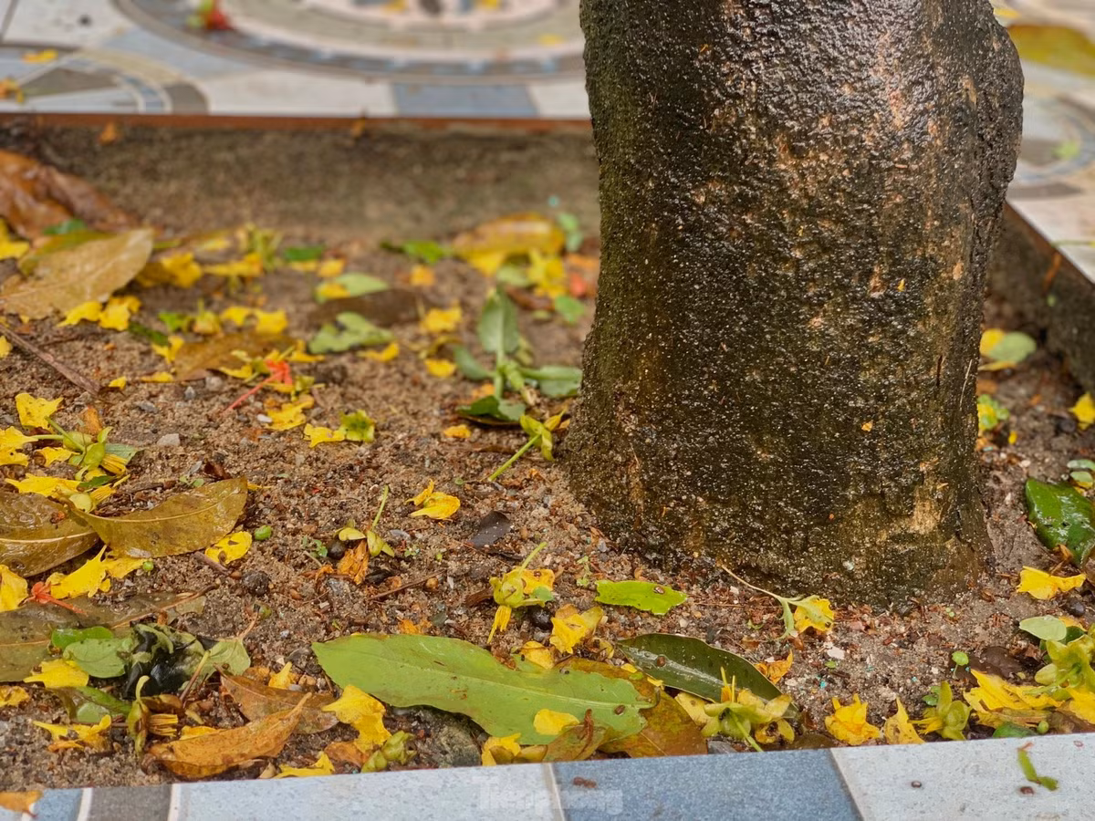 Nguoi dan thap thom vi hoa mai no truoc Tet ca thang-Hinh-8