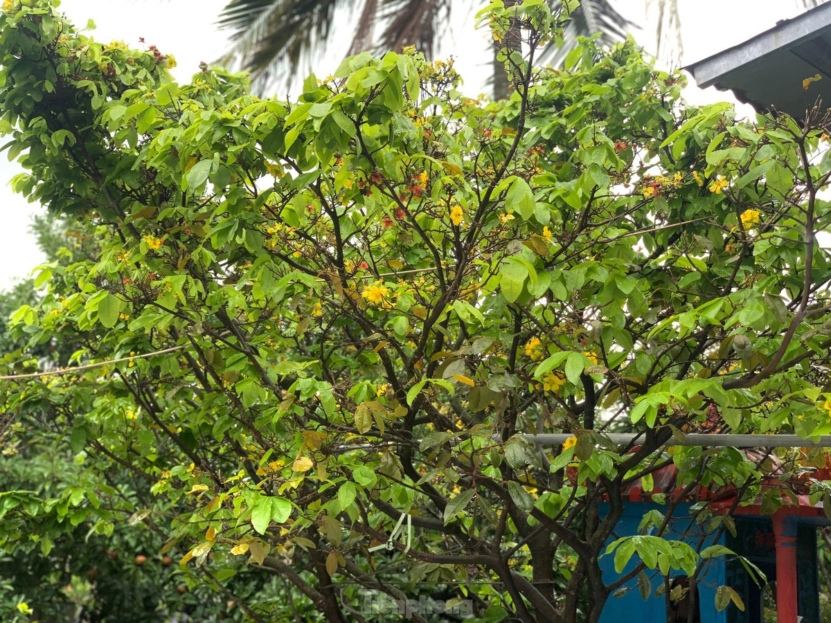 Nguoi dan thap thom vi hoa mai no truoc Tet ca thang-Hinh-16