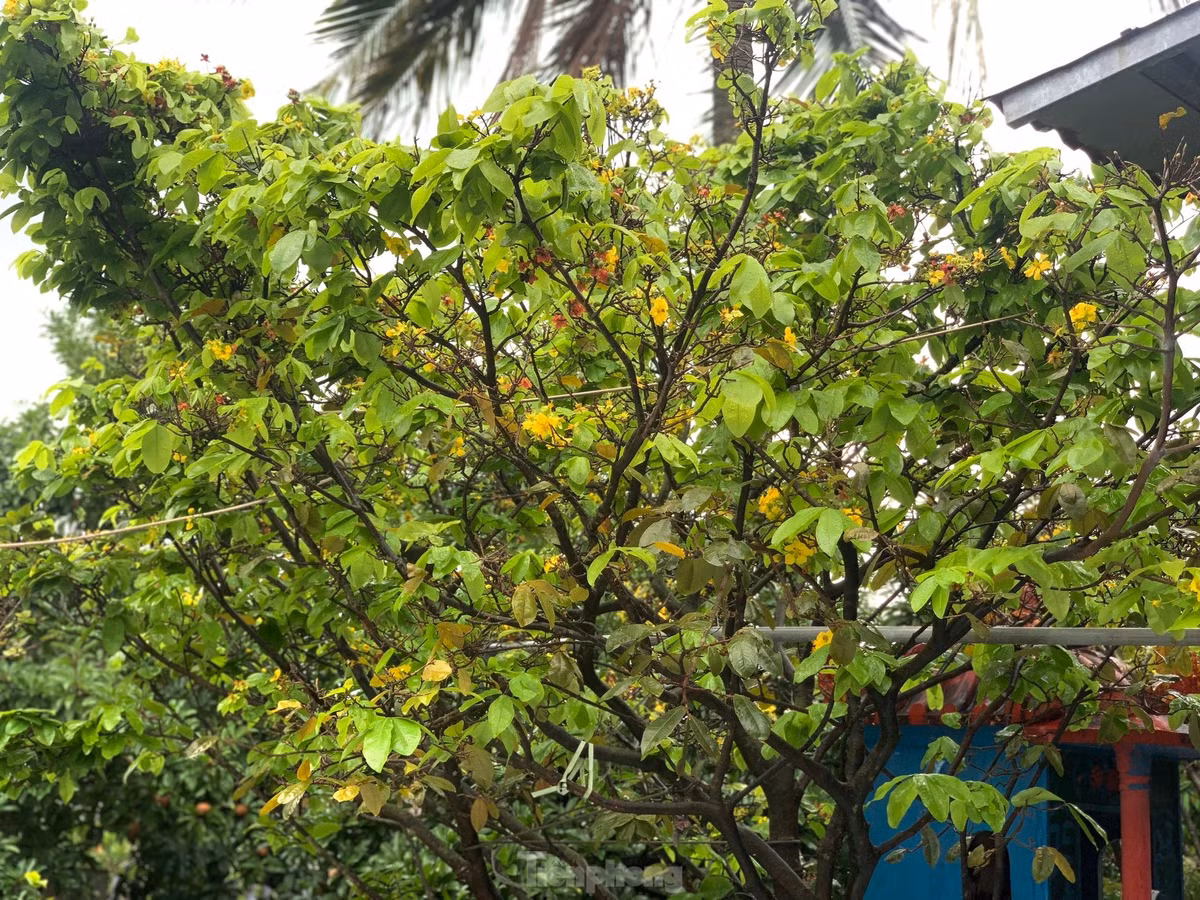 Nguoi dan thap thom vi hoa mai no truoc Tet ca thang-Hinh-16