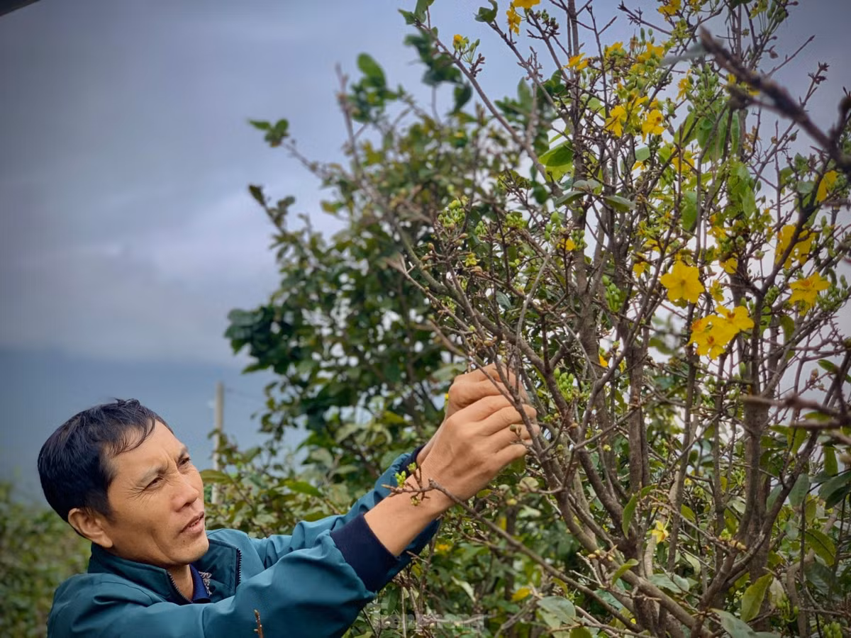 Nguoi dan thap thom vi hoa mai no truoc Tet ca thang-Hinh-6