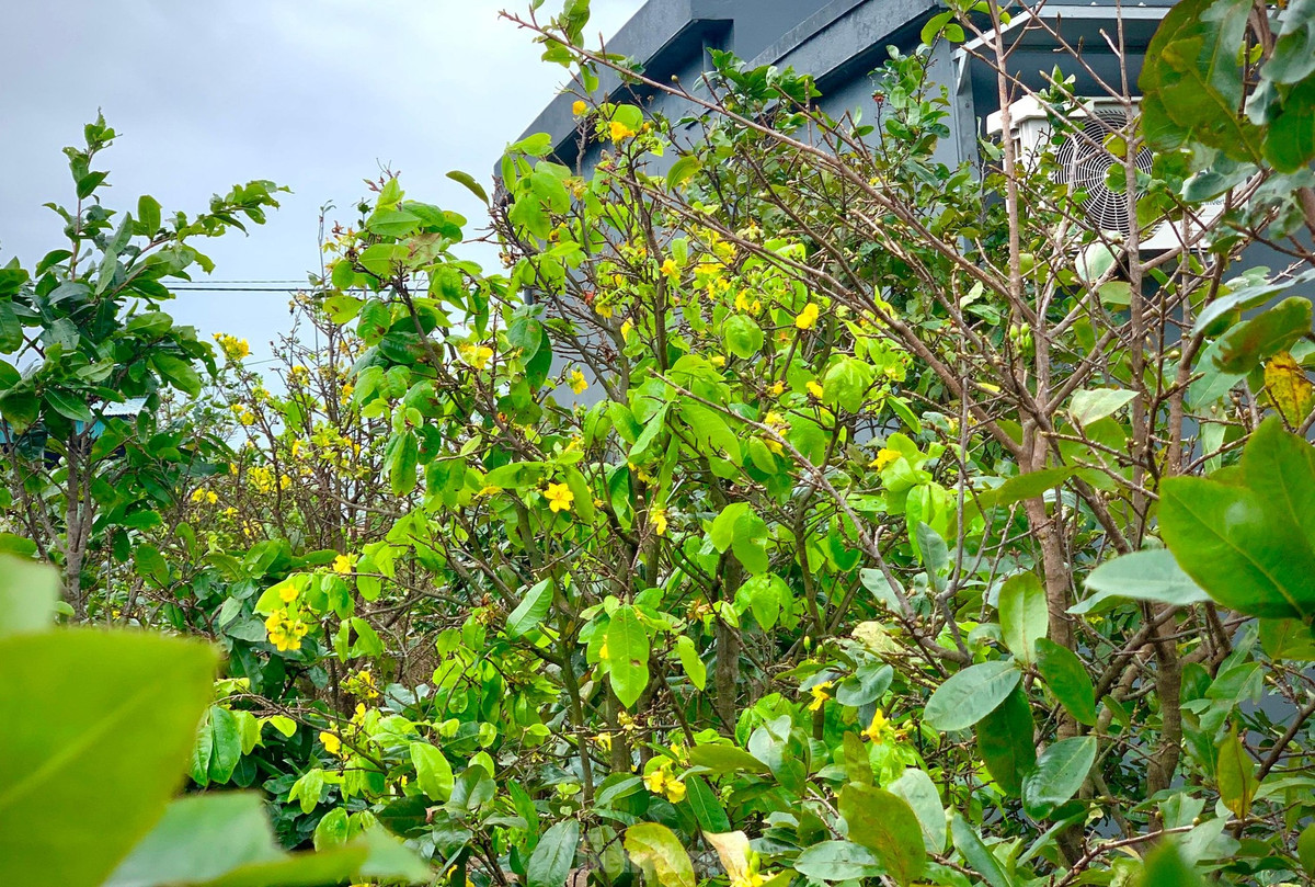 Nguoi dan thap thom vi hoa mai no truoc Tet ca thang-Hinh-4