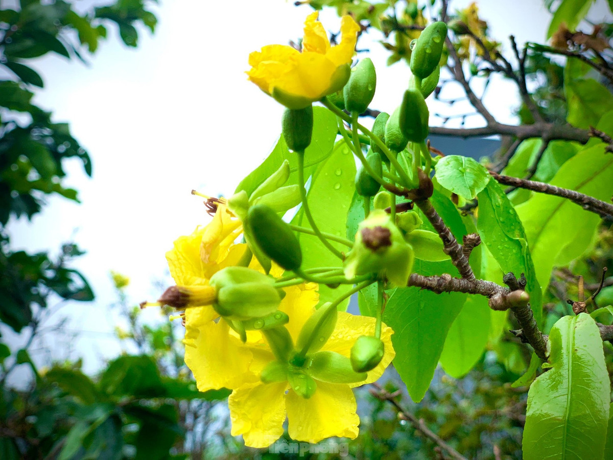 Nguoi dan thap thom vi hoa mai no truoc Tet ca thang-Hinh-2