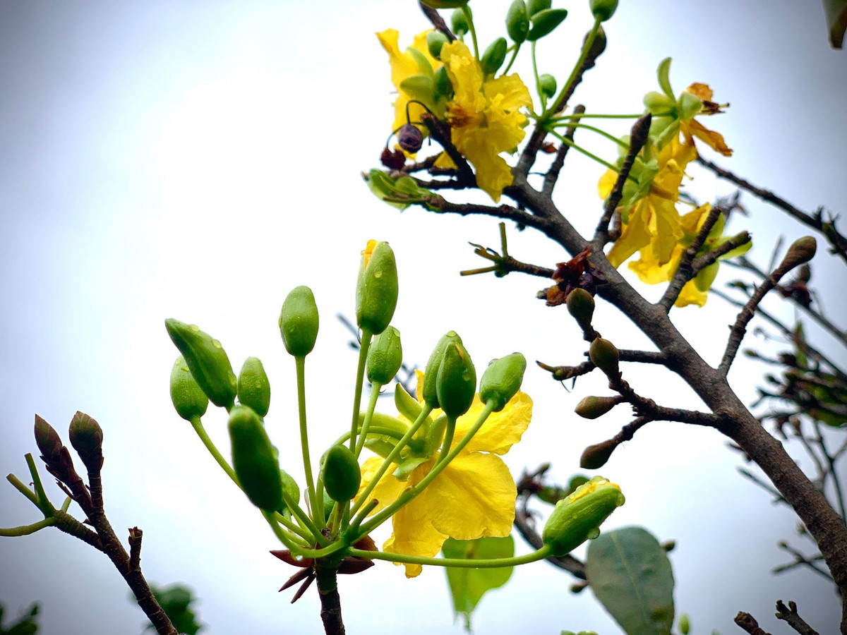 Nguoi dan thap thom vi hoa mai no truoc Tet ca thang-Hinh-10