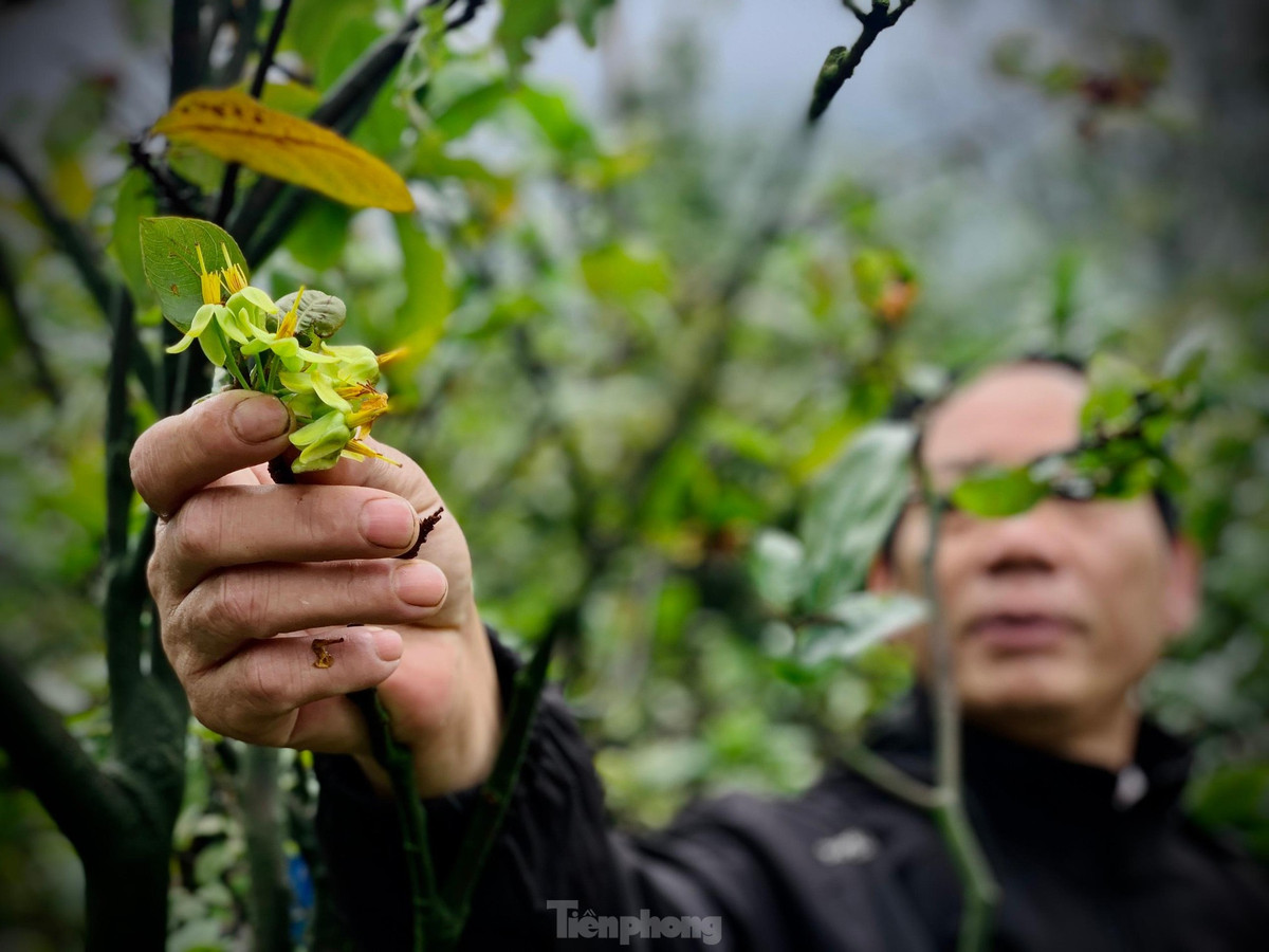 Nguoi dan thap thom vi hoa mai no truoc Tet ca thang-Hinh-14