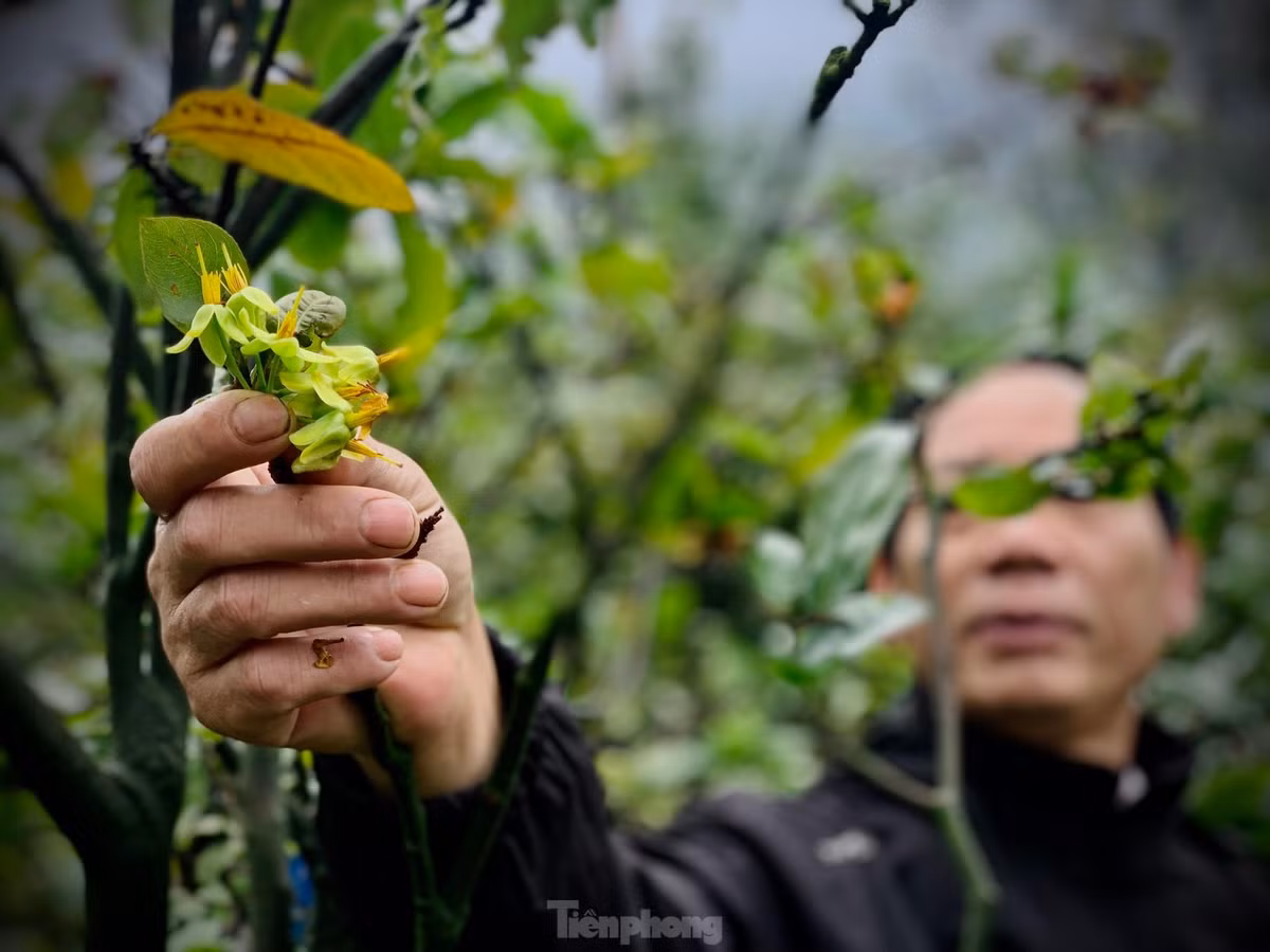 Nguoi dan thap thom vi hoa mai no truoc Tet ca thang-Hinh-14