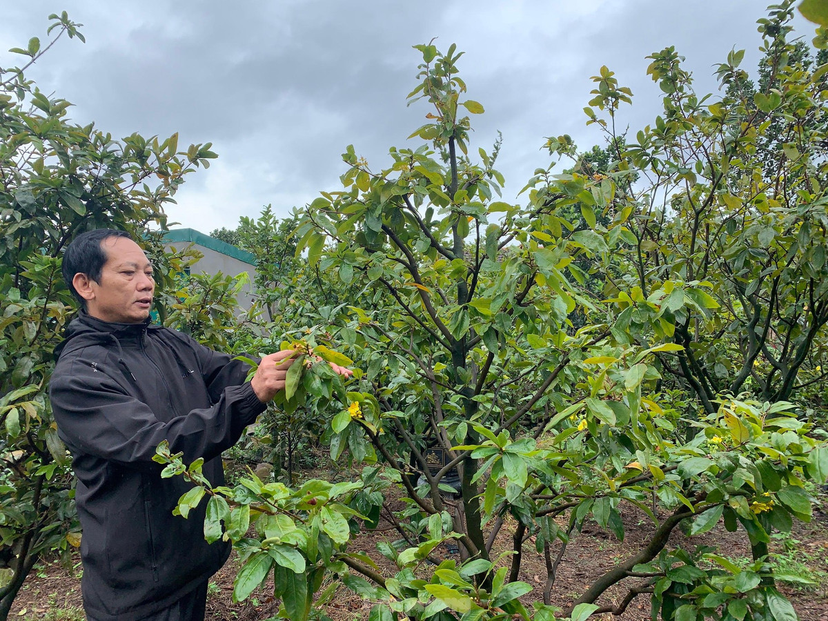 Nguoi dan thap thom vi hoa mai no truoc Tet ca thang-Hinh-12