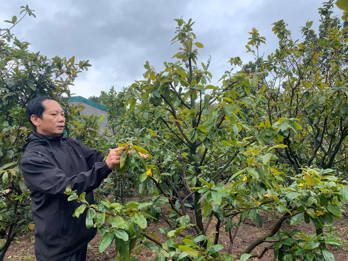 Nguoi dan thap thom vi hoa mai no truoc Tet ca thang-Hinh-12