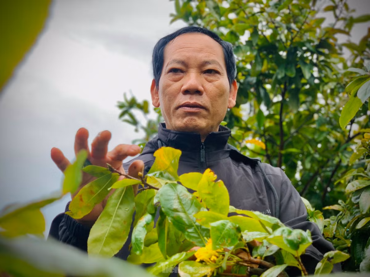 Nguoi dan thap thom vi hoa mai no truoc Tet ca thang-Hinh-13