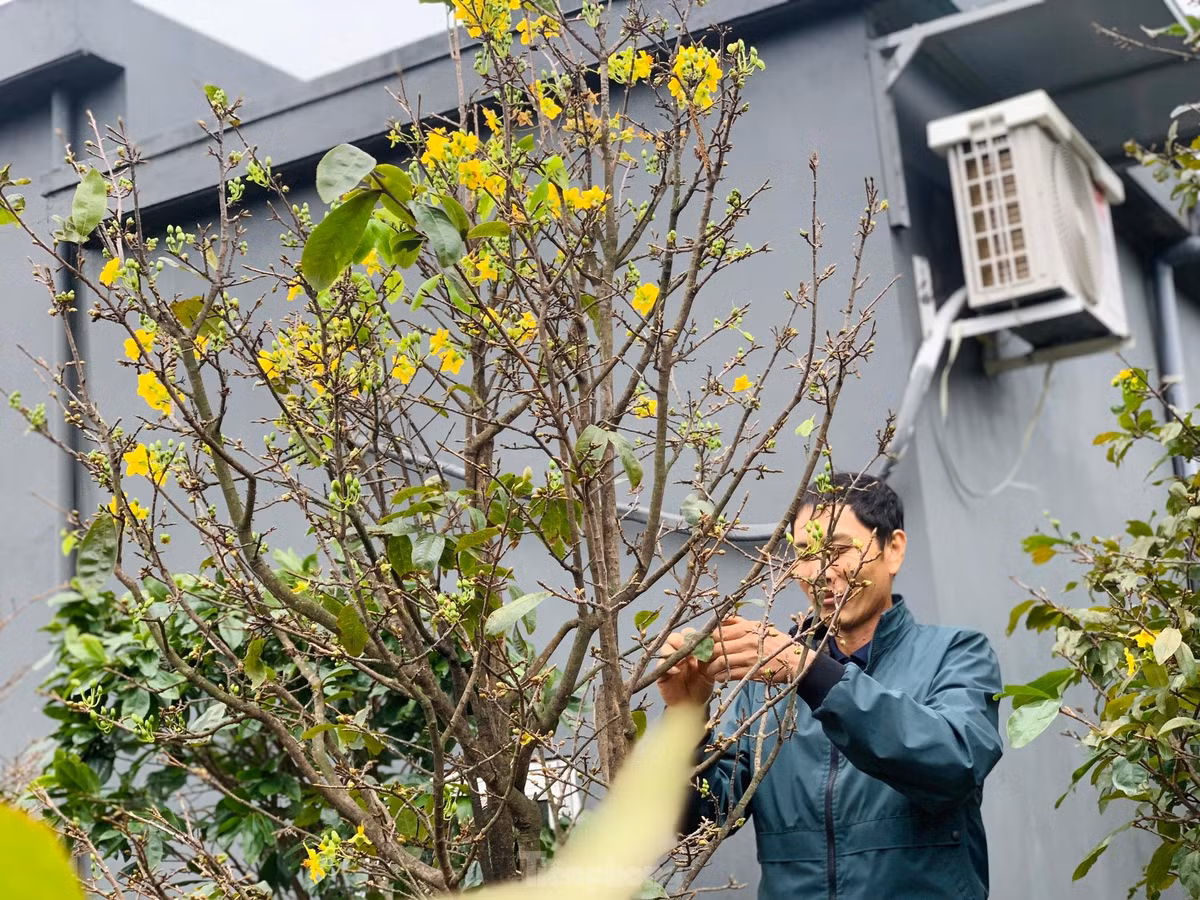 Nguoi dan thap thom vi hoa mai no truoc Tet ca thang-Hinh-7
