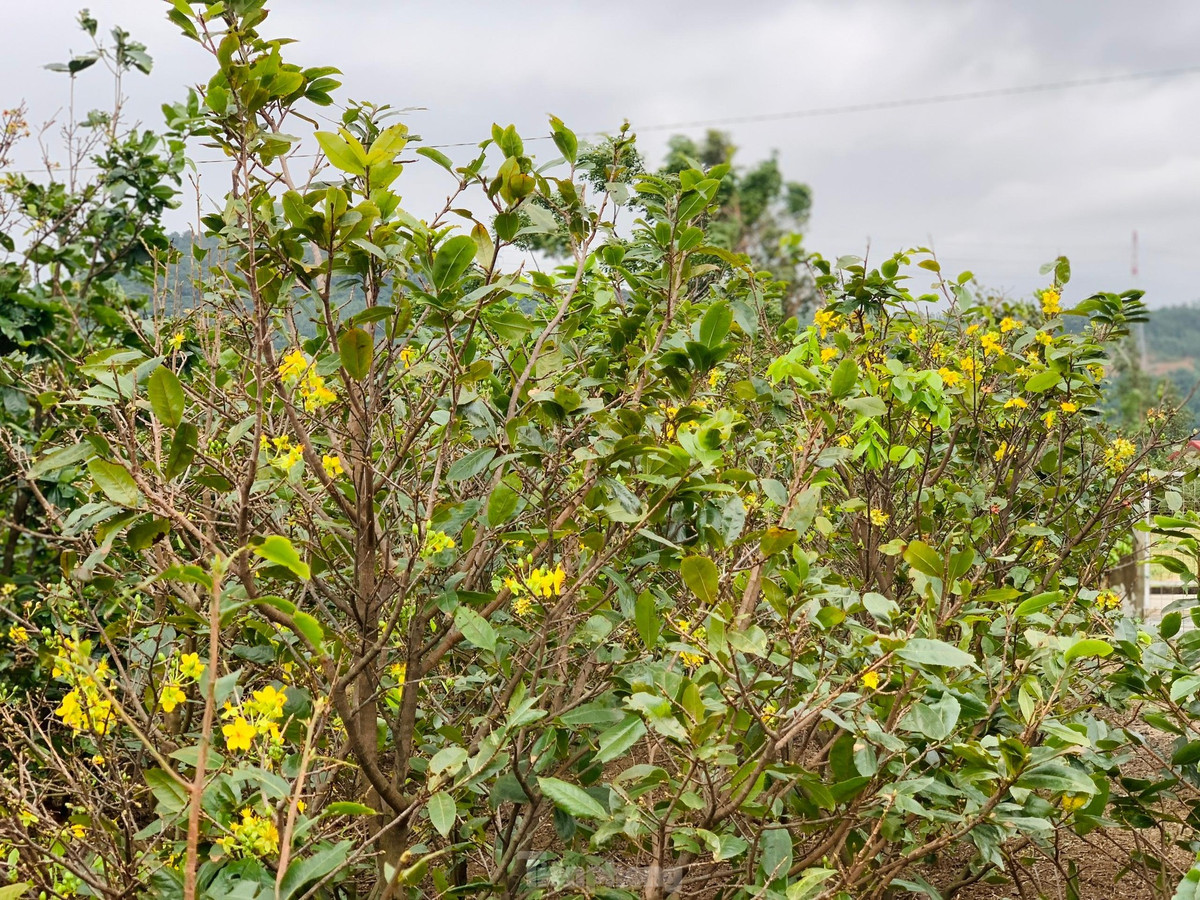 Nguoi dan thap thom vi hoa mai no truoc Tet ca thang