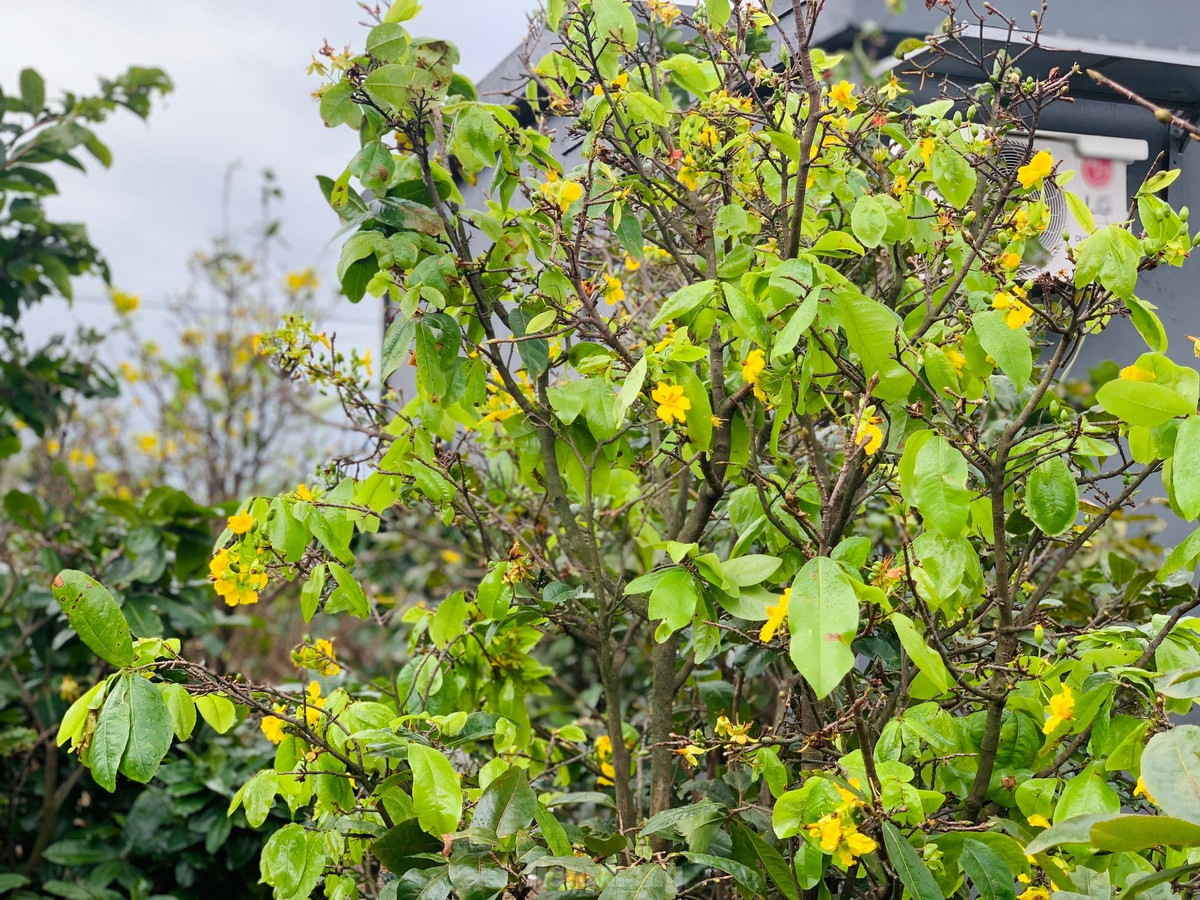 Nguoi dan thap thom vi hoa mai no truoc Tet ca thang-Hinh-11