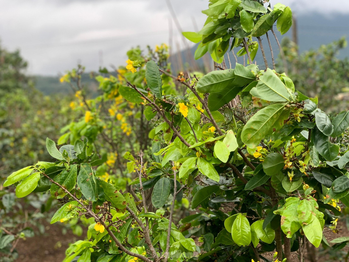 Nguoi dan thap thom vi hoa mai no truoc Tet ca thang-Hinh-15