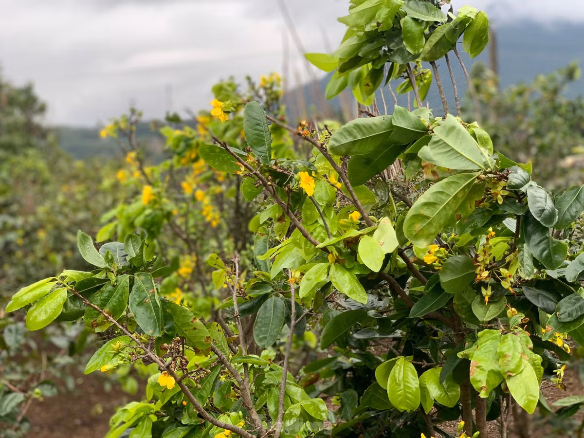 Nguoi dan thap thom vi hoa mai no truoc Tet ca thang-Hinh-15