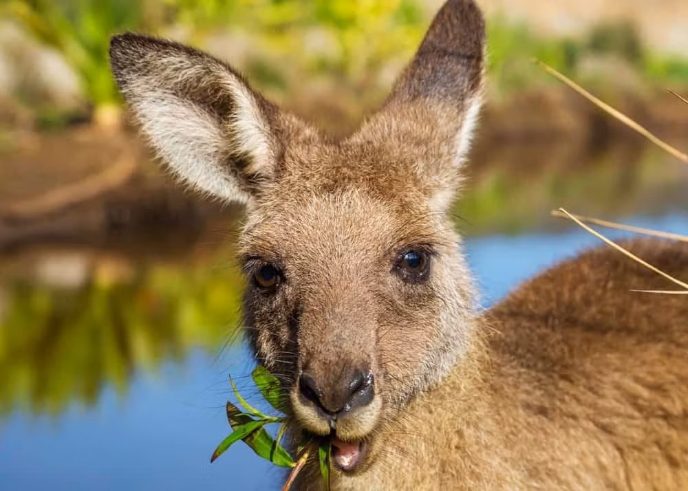 Loai thit bo duong hon bo ga nhung nghe ten lai so khong dam an