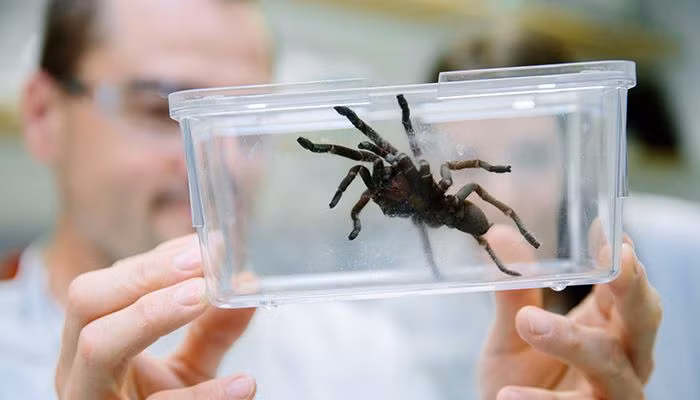 Ví dụ khác, một trong những loại thuốc có nguồn gốc nọc độc hứa hẹn nhất hiện nay được thu thập từ loài nhện mạng phễu trên đảo Fraser của Australia.