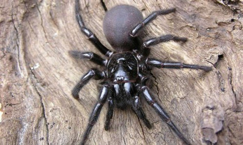 Nọc của loài nhện này có thể dễ dàng giết chết một người trưởng thành. Nhưng một số thành phần trong nó có thể giúp ngăn chặn quá trình chết tế bào của một bệnh nhân bị đau tim.