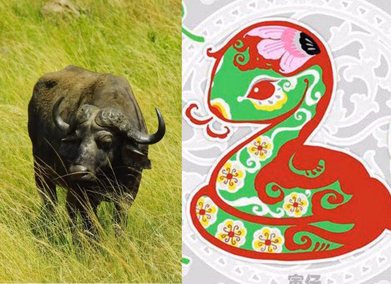 Cặp đôi Sửu - Tỵ. Thầy tử vi cho biết bước sang năm Quý Mão 2023 cặp đôi Sửu - Tỵ chính là những con giáp thoát nạn Tam Tai và có cơ hội gặt hái được nhiều tài lộc thành tựu trong cuộc sống. Người tuổi Tỵ vốn dĩ kiên cường thông minh lanh lợi, nên họ có tầm nhìn xa trông rộng dễ dàng thành công.