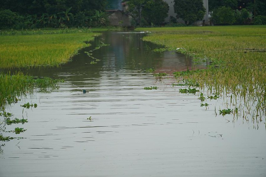 Hang tram ho dan o Thanh Hoa ngap sau trong nuoc lu-Hinh-6