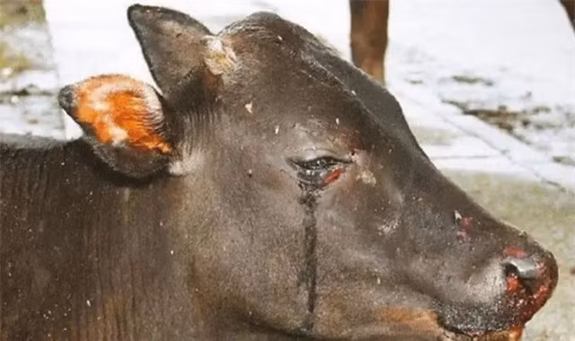 Giai ma nguyen nhan bo 'khoc' khi bi giet thit