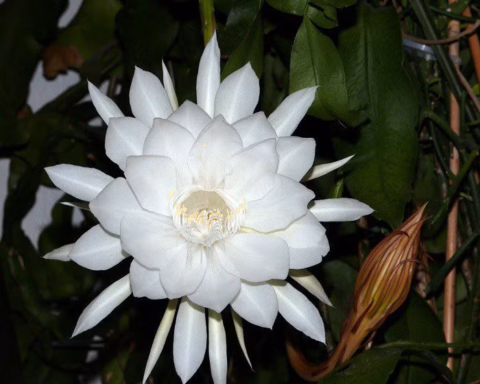  Hoa quỳnh: Trước đây, hoa quỳnh được đánh giá là loại cây khó tính, khó chiều, lại chỉ nở hoa 1 lần trong năm. Tuy nhiên, giống quỳnh lá nhỏ xuất hiện gần đây có thể nở hoa vào tất cả các mùa, thời gian ra hoa cũng dài hơn nên rất được ưa chuộng.