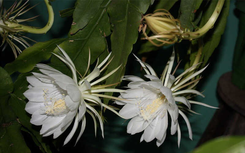 Đặt chậu ở nơi có ánh sáng tốt và thông gió, thường xuyên phun nước để giữ ẩm và duy trì độ thông thoáng. Cây quỳnh mới sẽ bén rễ sau nửa tháng nếu được chăm sóc tốt và nở hoa sau khoảng một năm.