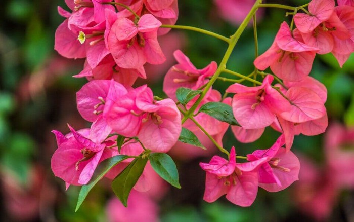  Mùa thu rất thích hợp để giâm cành hoa giấy. Bạn nên chọn cành khỏe, đã ra hoa, cắt thành đoạn 10cm (cành càng già thì càng phát triển rễ nhanh hơn), cắm xuống chậu đất có độ ẩm vừa phải, tốt nhất là đất cát sông, tưới nước và đặt ở nơi khô thoáng.