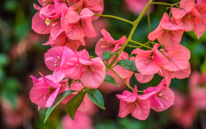  Mùa thu rất thích hợp để giâm cành hoa giấy. Bạn nên chọn cành khỏe, đã ra hoa, cắt thành đoạn 10cm (cành càng già thì càng phát triển rễ nhanh hơn), cắm xuống chậu đất có độ ẩm vừa phải, tốt nhất là đất cát sông, tưới nước và đặt ở nơi khô thoáng.