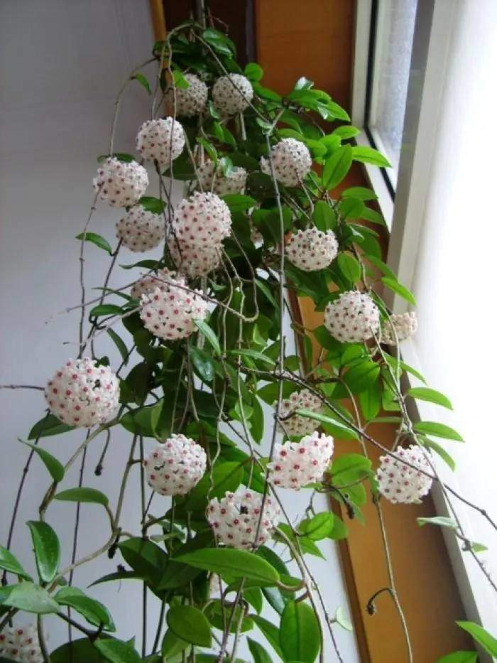 Sau khi giâm cành, bạn nên để cây ở nhiệt độ khoảng 25 độ C. Rễ cây sẽ phát triển trong 20 - 30 ngày. Lúc này, bạn nên tập trung dưỡng chất để cây phát triển thân lá.