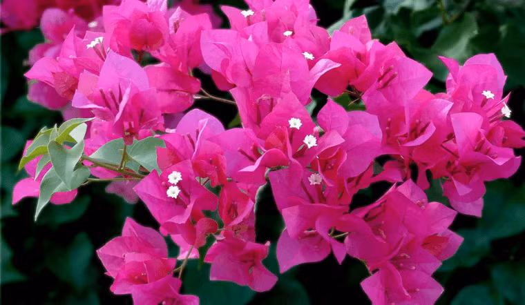  Hoa giấy: Loại cây quen thuộc này rất dễ trồng, dễ ra hoa, có nhiều màu sắc phong phú nên được mọi người ưa thích. Từ một cành nhỏ hoa giấy, bạn có thể tạo thế giúp phát triển thành cây bonsai đẹp mắt. 