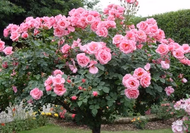 Khi thấy lá mọc lên, bạn nên ưu tiên bón phân và chăm sóc để cành và lá phát triển. Lưu ý không kích thích hoa nở trong thời gian này do thân cây và rễ còn yếu, chưa đủ mạnh. Sau khoảng 45 ngày, cây sẽ dần lớn và phát triển.