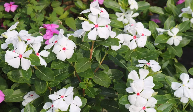  Cây dừa cạn: Đây là cây thân thảo, có thể cho hoa 4 mùa nếu chăm sóc tốt. Dừa cạn cũng rất dễ tính nên được mệnh danh là loại cây không bao giờ chết. Thời điểm giâm cành thích hợp của dừa cạn là mùa xuân và mùa thu. Cây sau khi cắt cành thường phát triển rất nhanh và sớm có hoa.