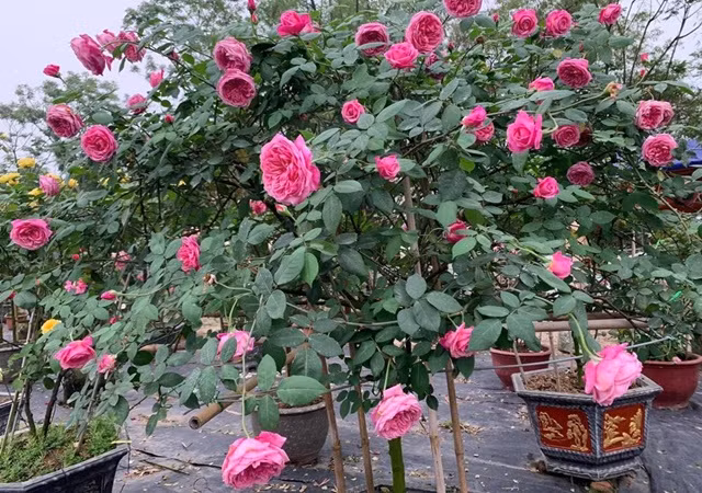  Khi cắt, bạn nên chọn các cành mới phát triển trong năm nay, tránh chọn cành quá già. Mỗi đoạn cành nên cắt tầm 10cm, trên cành nên có ít nhất 1-2 chồi và lá.