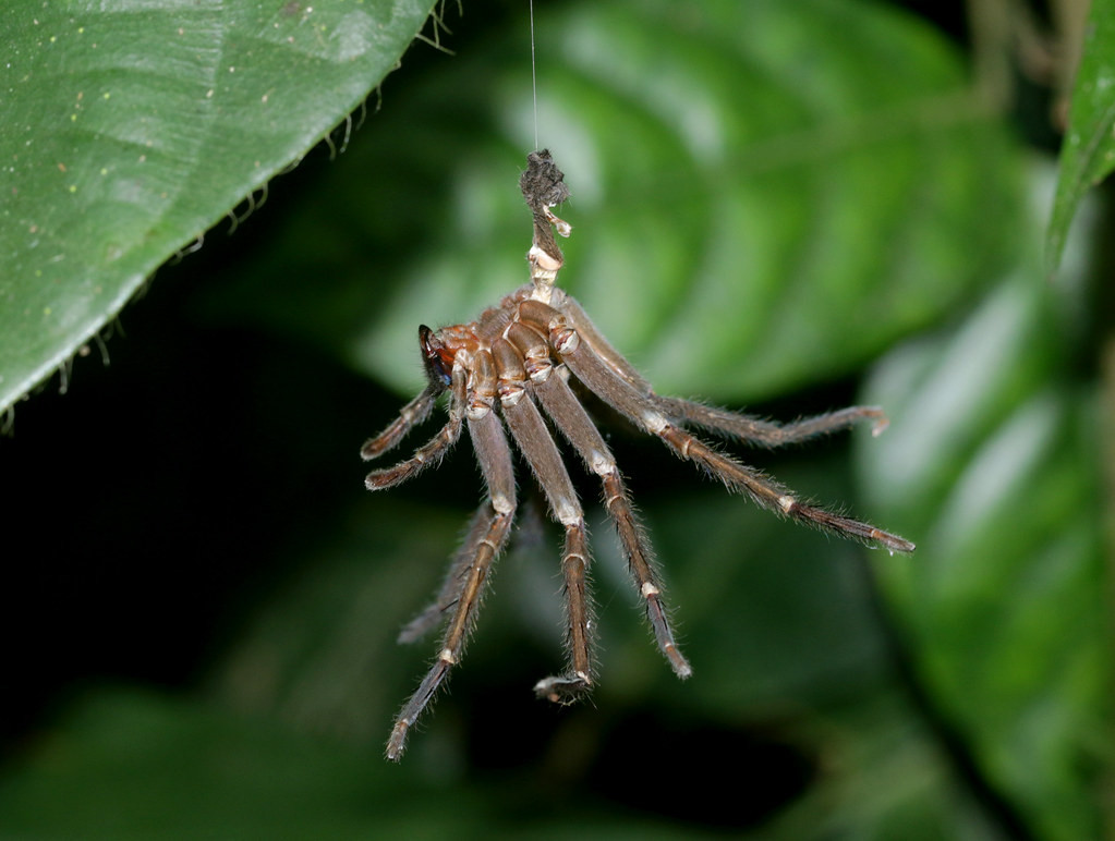 Cái xác vừa lột của một con nhện. Ảnh: cowyeow / Flickr.