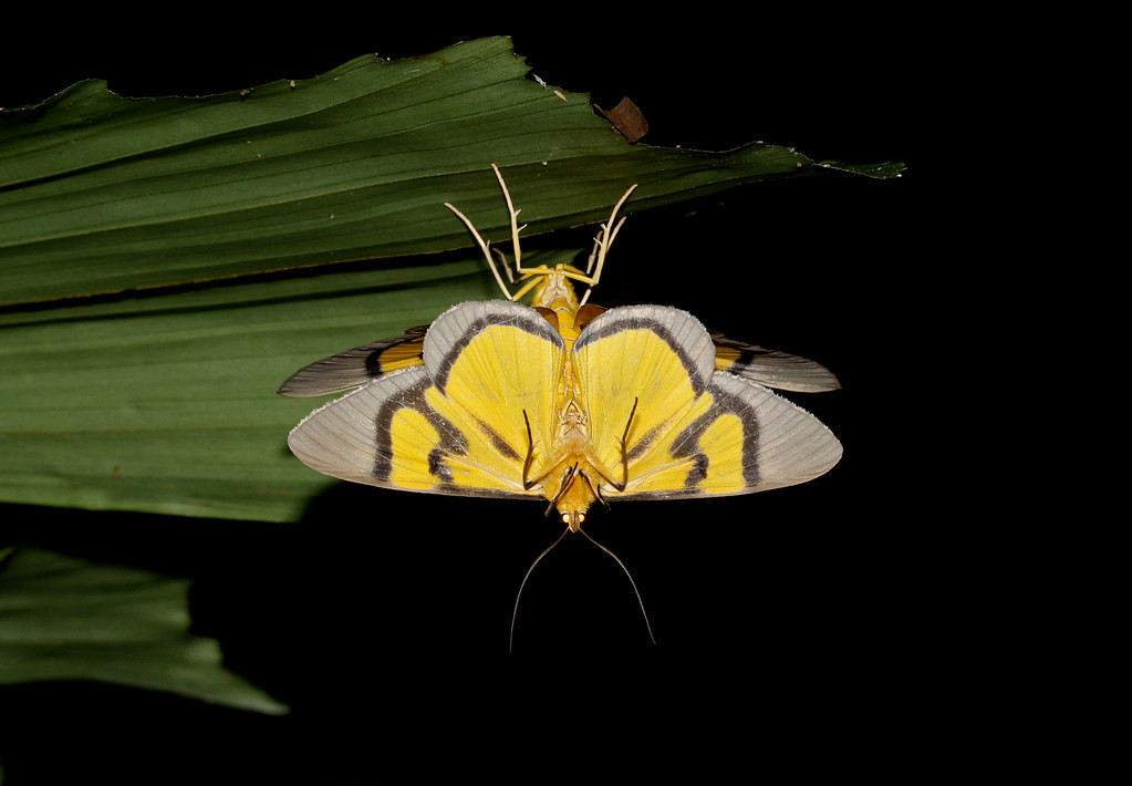 Cuộc giao hoan của loài bướm đêm. Ảnh: cowyeow / Flickr.