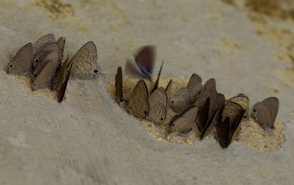 Đàn bướm tìm khoáng chất trên bức tường xi măng. Ảnh: cowyeow / Flickr.