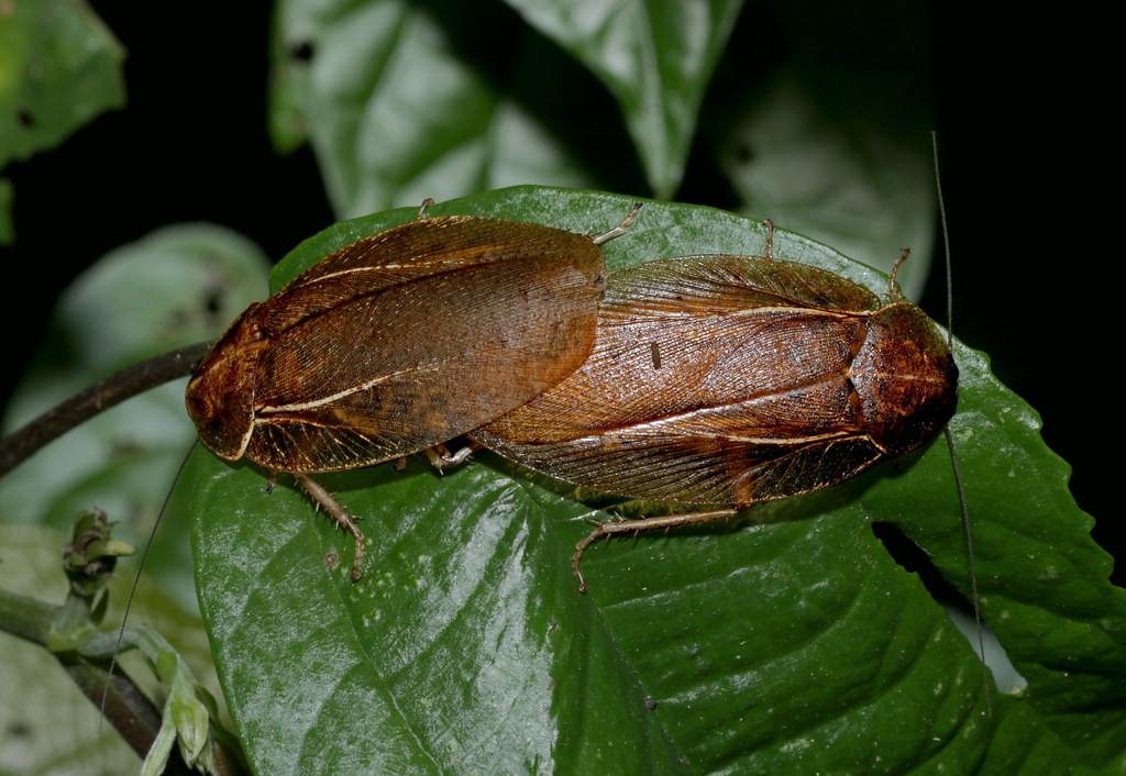 Hai con gián rừng đang duy trì nòi giống của mình. Ảnh: cowyeow / Flickr.