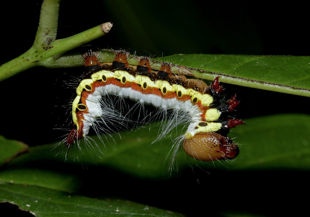 Một loài sâu bướm có vẻ ngoài lạ mắt. Ảnh: cowyeow / Flickr.