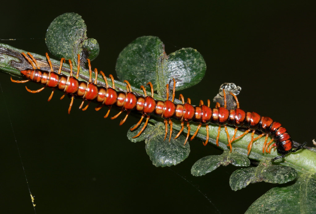 Loài rết đỏ thuộc chi Opisthodolichopus. Ảnh: cowyeow / Flickr.