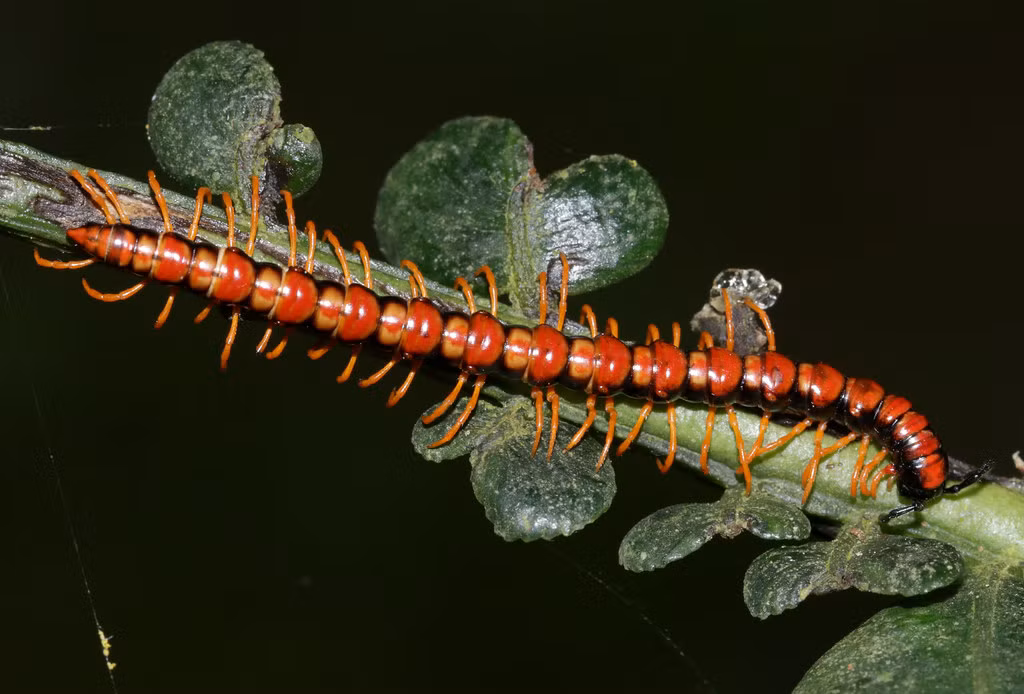 Loài rết đỏ thuộc chi Opisthodolichopus. Ảnh: cowyeow / Flickr.