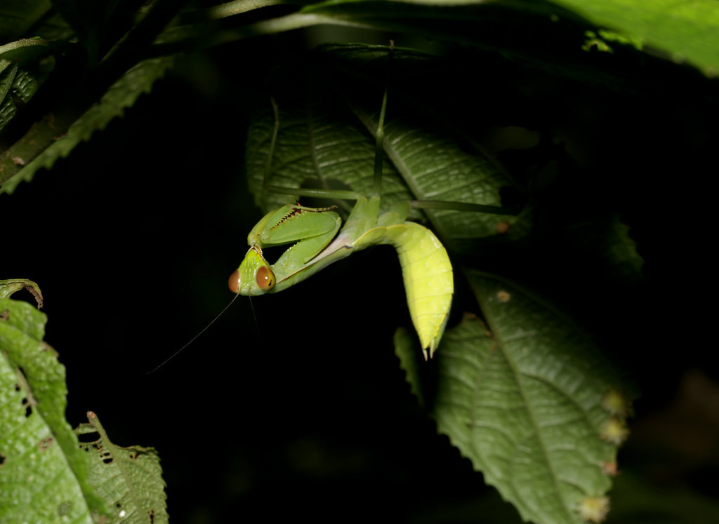 Bọ ngựa non rình mồi dưới tán cây. Ảnh: cowyeow / Flickr.