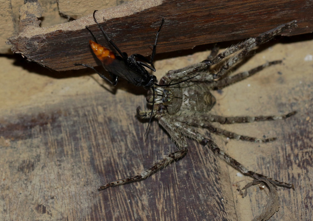 Con ong nhện săn còn mồi lớn hơn mình nhiều lần. Hình chụp trên sàn phòng nghỉ của nhiếp ảnh gia ở VQG Cúc Phương. Ảnh: cowyeow / Flickr.