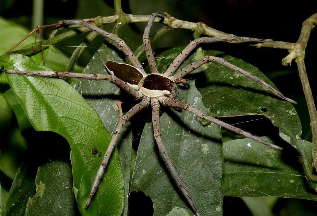 Một loài nhện rừng. Ảnh: cowyeow / Flickr.