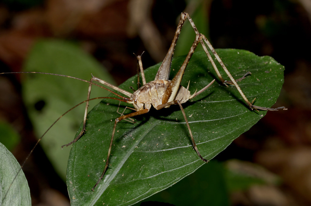 Một loài dế rừng Cúc Phương. Ảnh: cowyeow / Flickr.