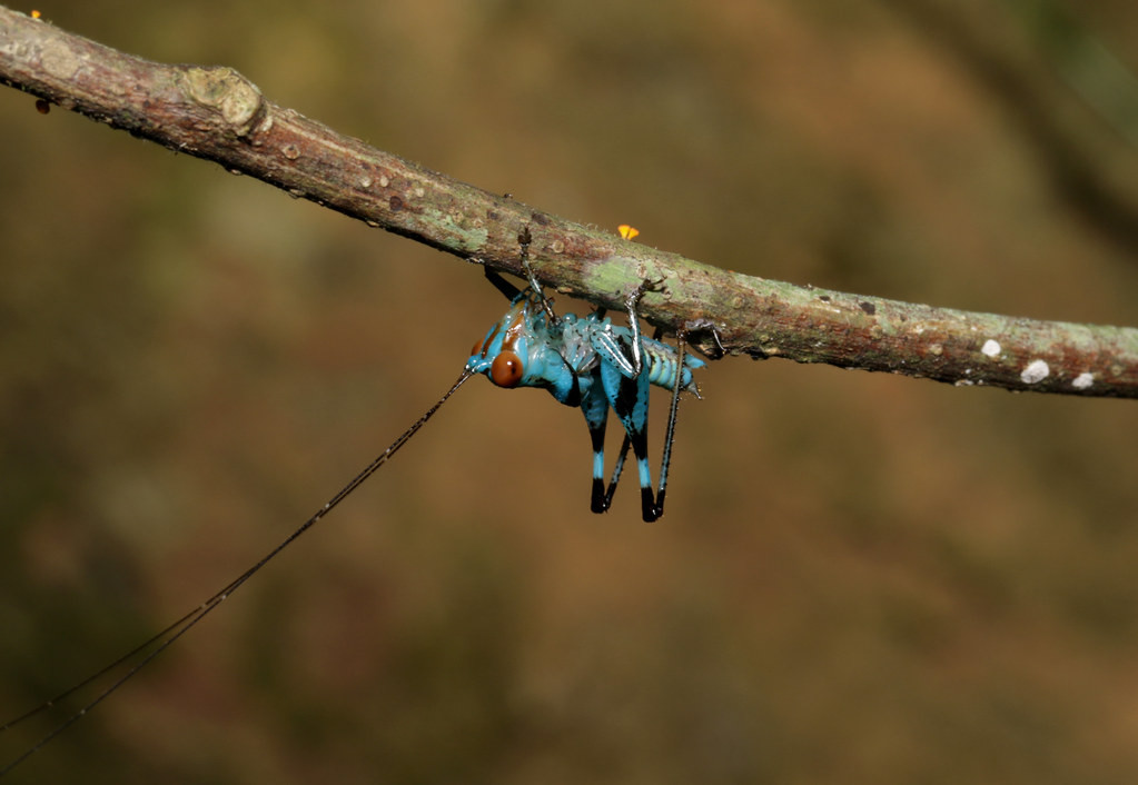 Chú châu chấu rừng có màu xanh lam quyến rũ. Ảnh: cowyeow / Flickr.